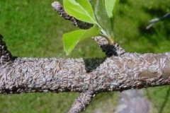 MRG-Spruce-Weevil